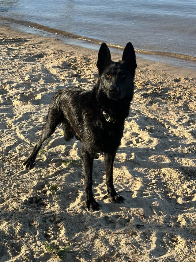 German Shepherd Dog Puppies media 5