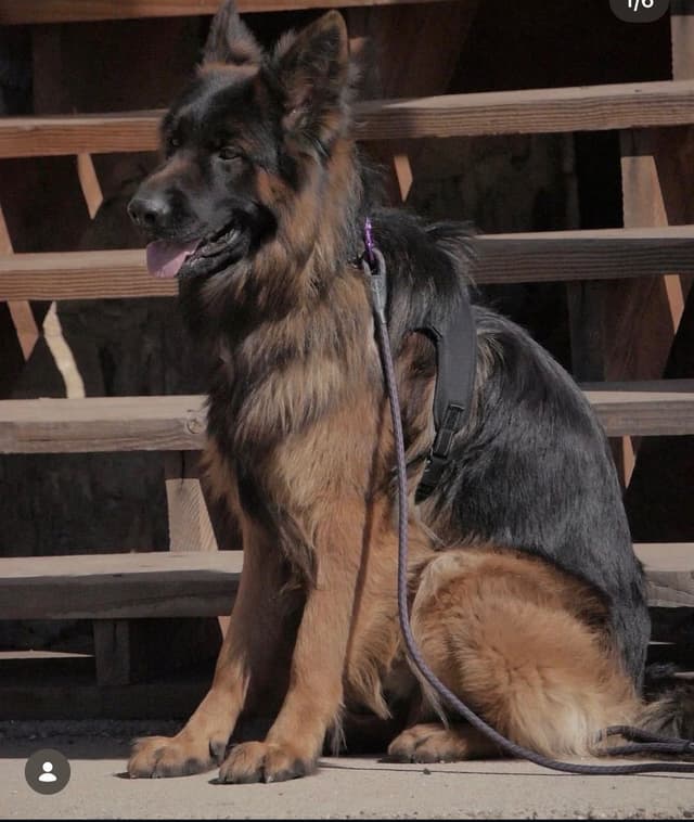 German Shepherd Dog Puppies media 6