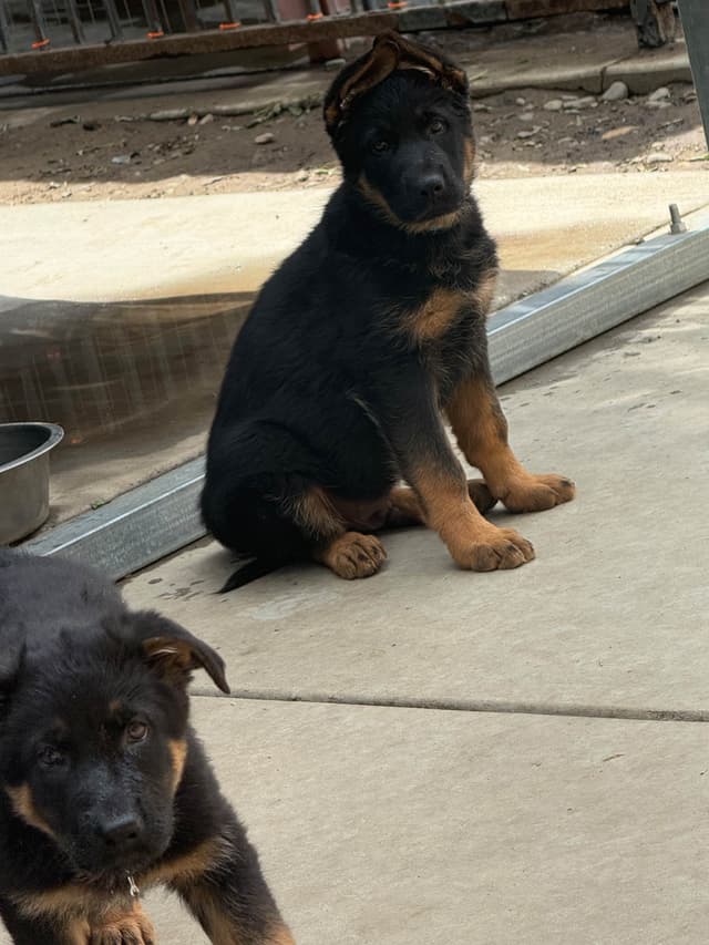 German Shepherd Dog Puppies media 7