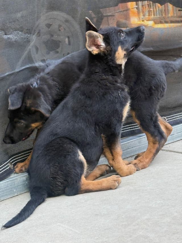 German Shepherd Dog Puppies media 8