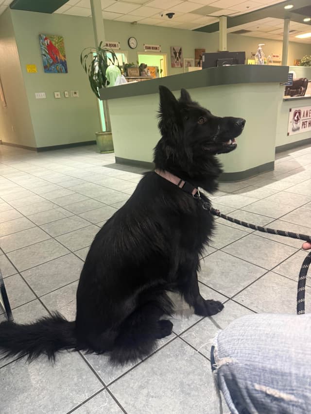 German Shepherd Dog Puppies media 9