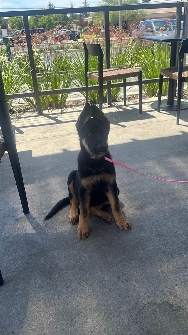 German Shepherd Dog Puppies media 11
