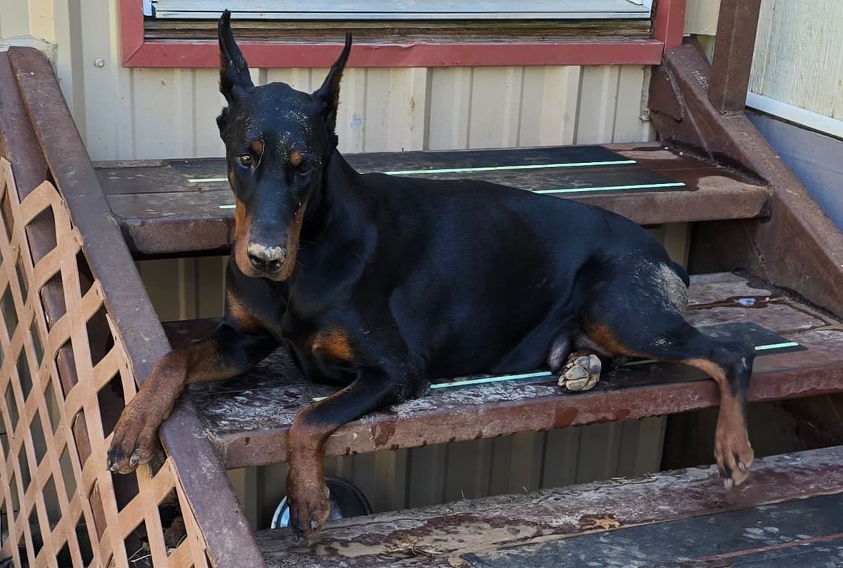Doberman Pinscher Puppies breeder image 1