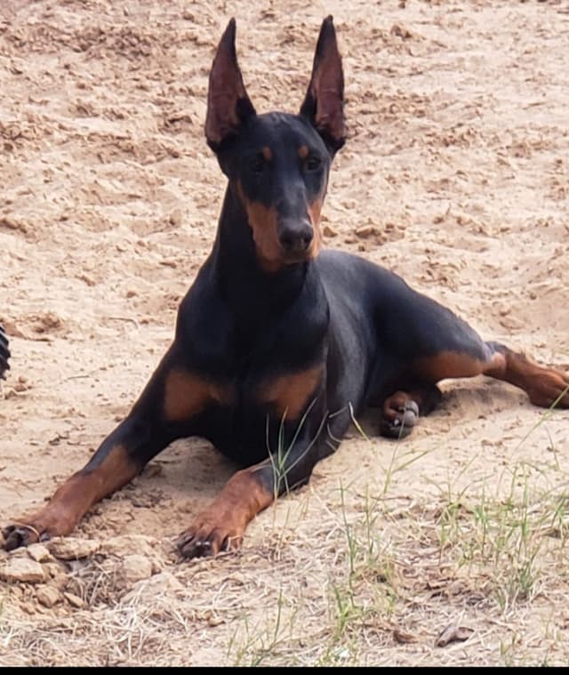 Doberman Pinscher Puppies media 2