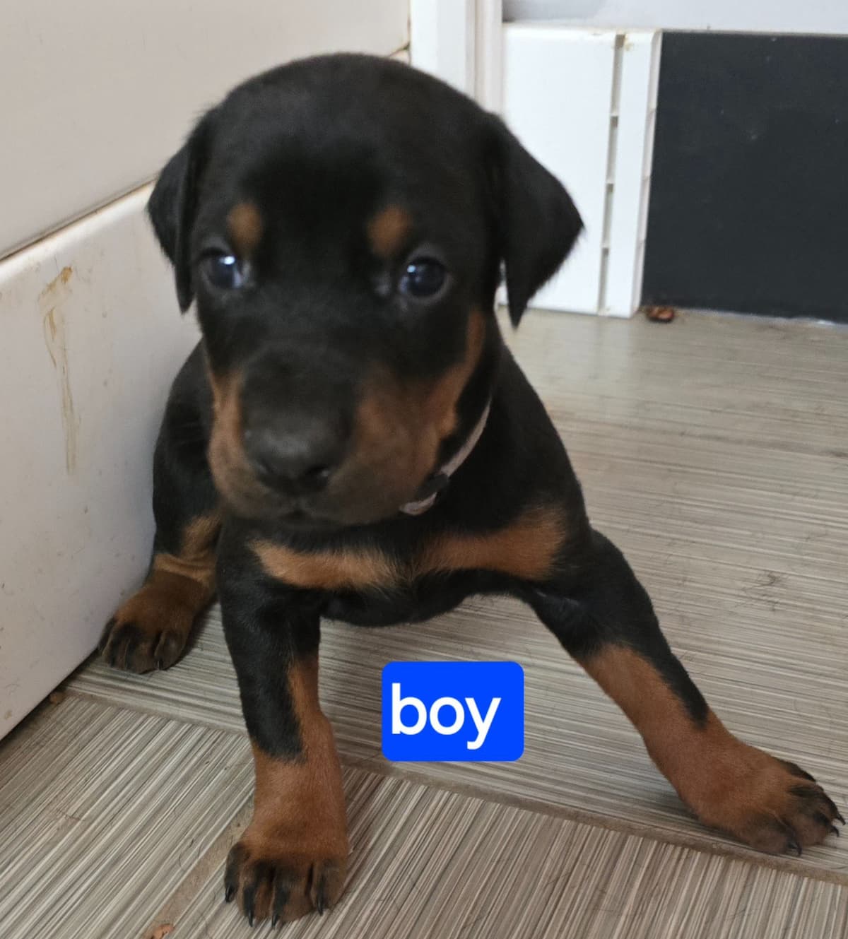 Doberman Pinscher Puppies breeder image 4
