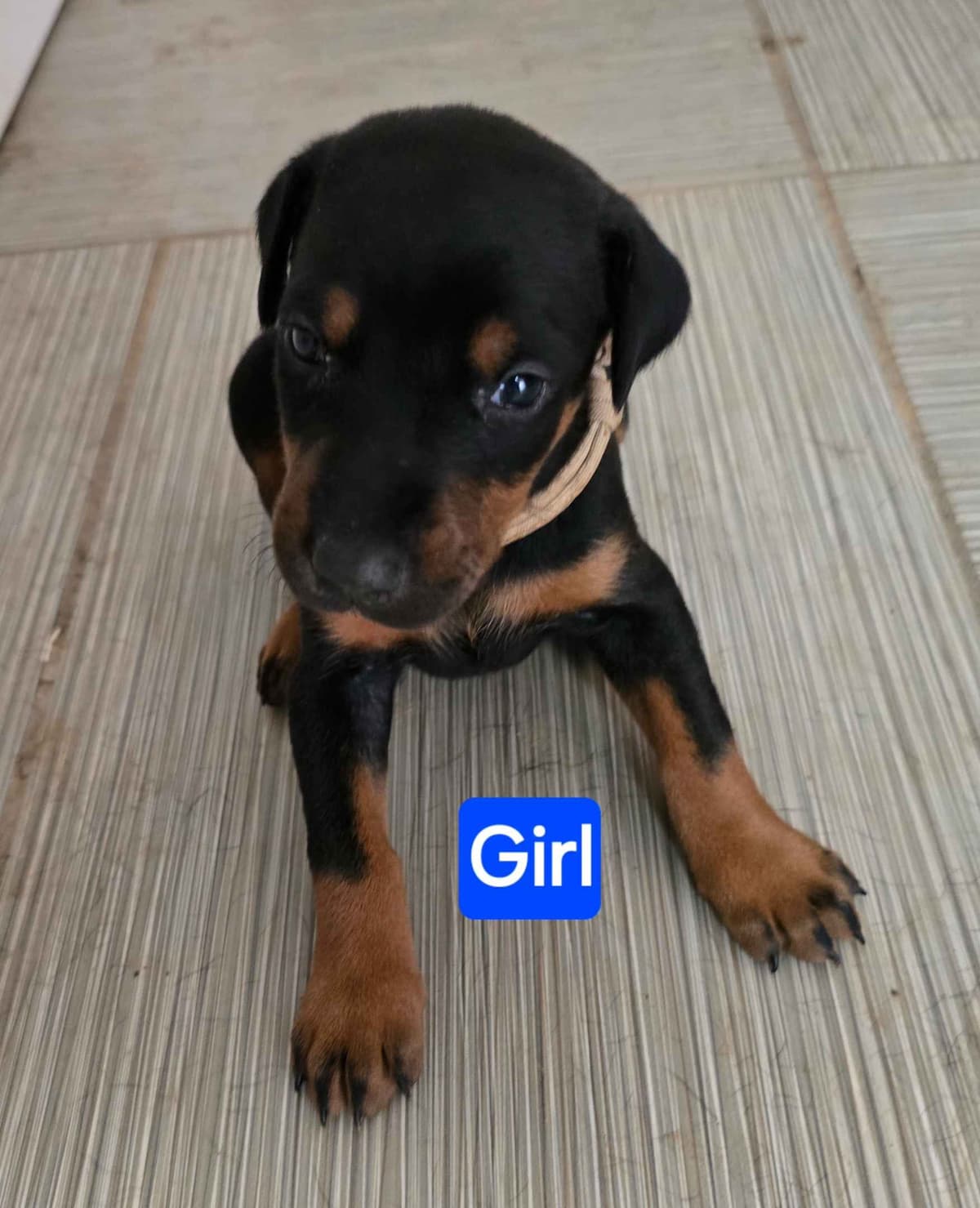 Doberman Pinscher Puppies breeder image 5
