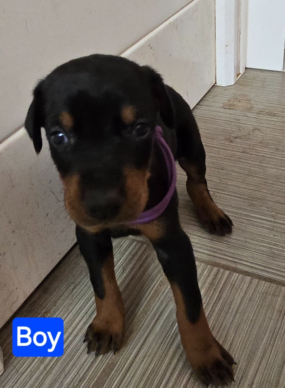 Doberman Pinscher Puppies breeder image 6