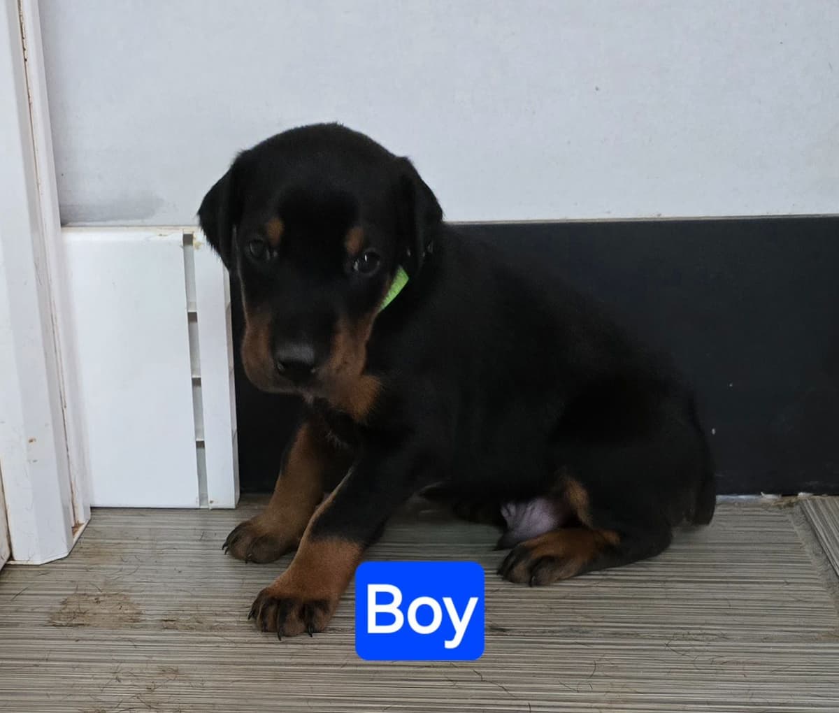 Doberman Pinscher Puppies breeder image 7