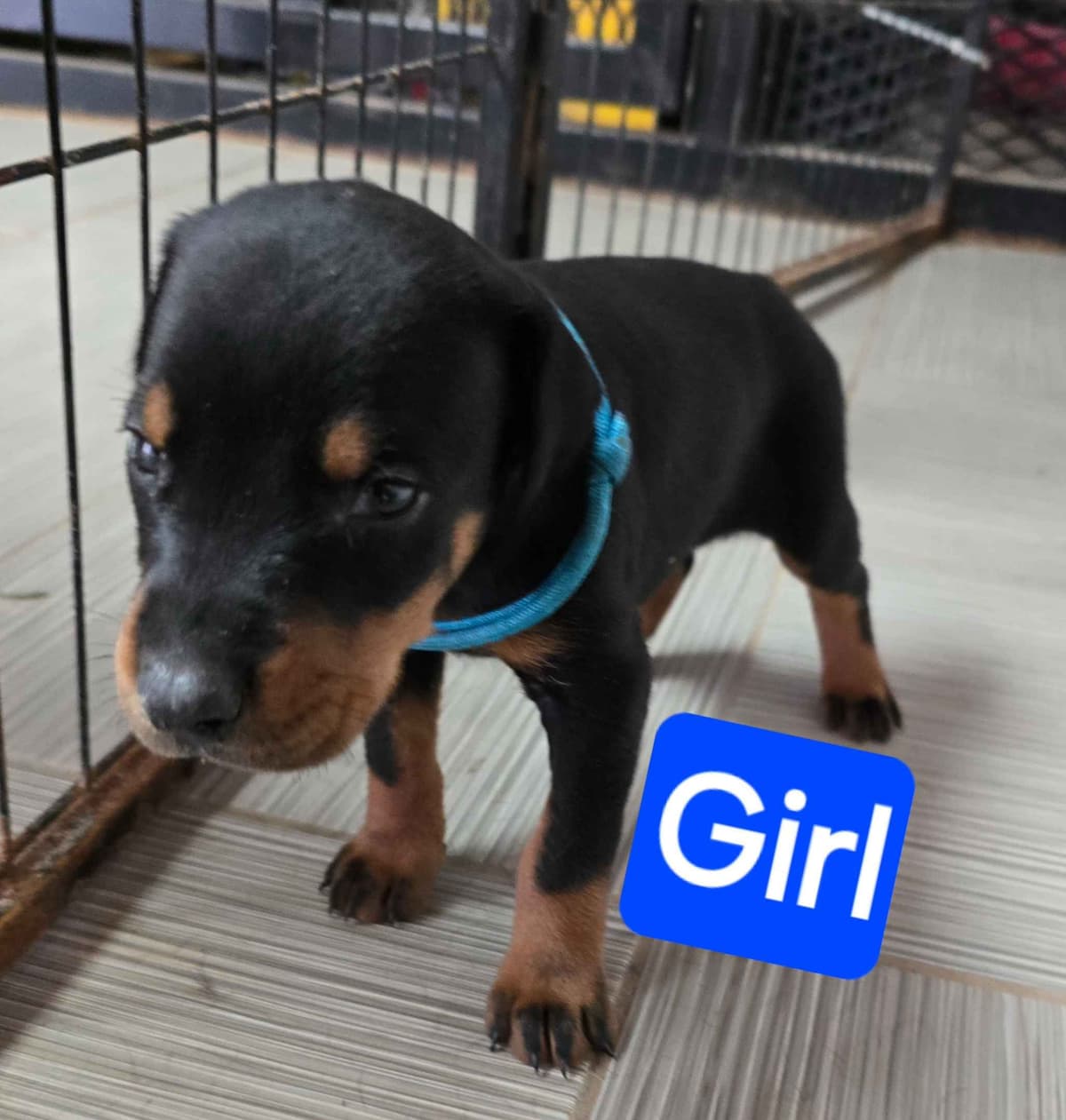 Doberman Pinscher Puppies breeder image 8