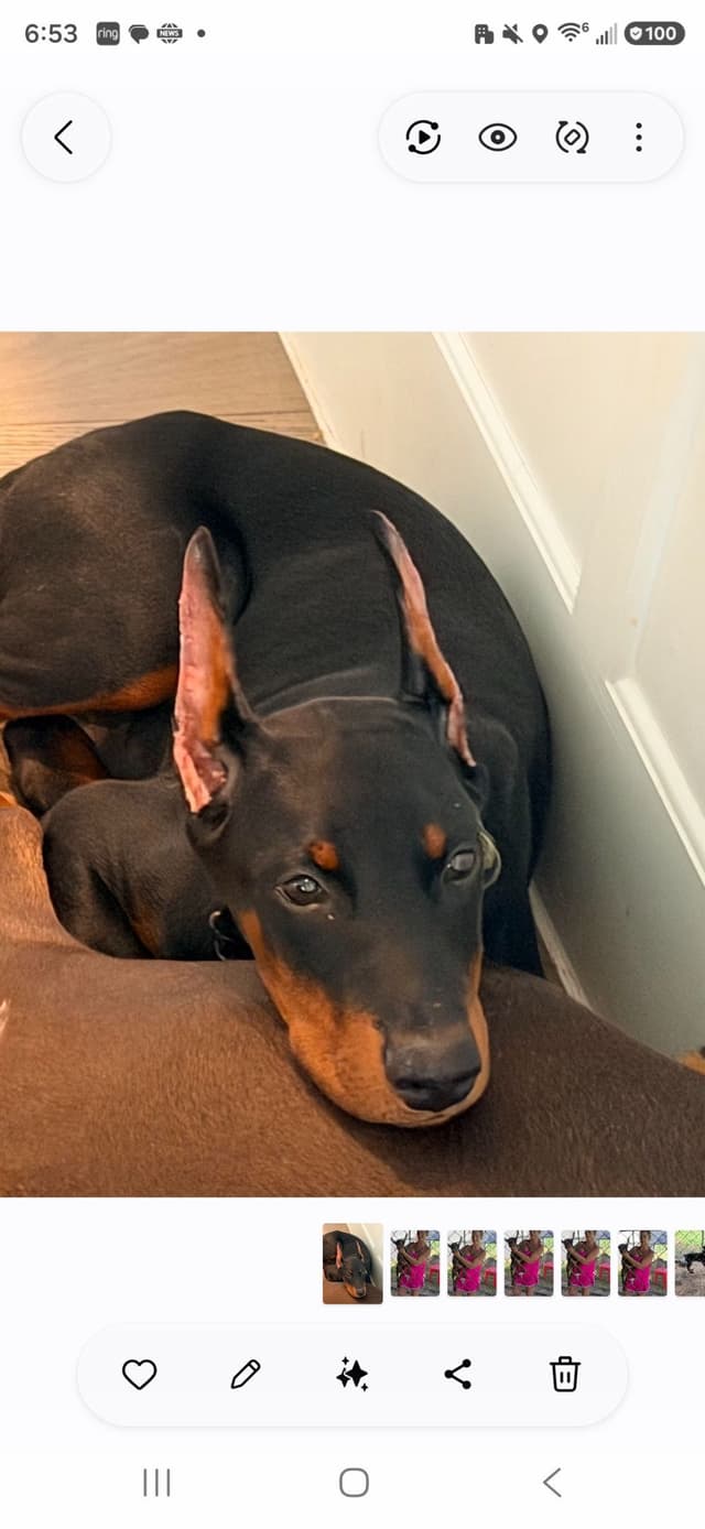Doberman Pinscher Puppies media 4