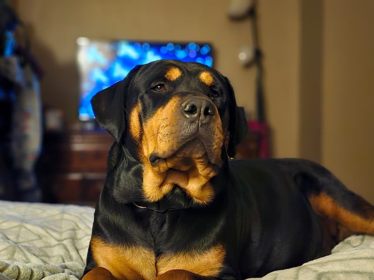 Rogers' Rotties litter of 10 breeder image 2