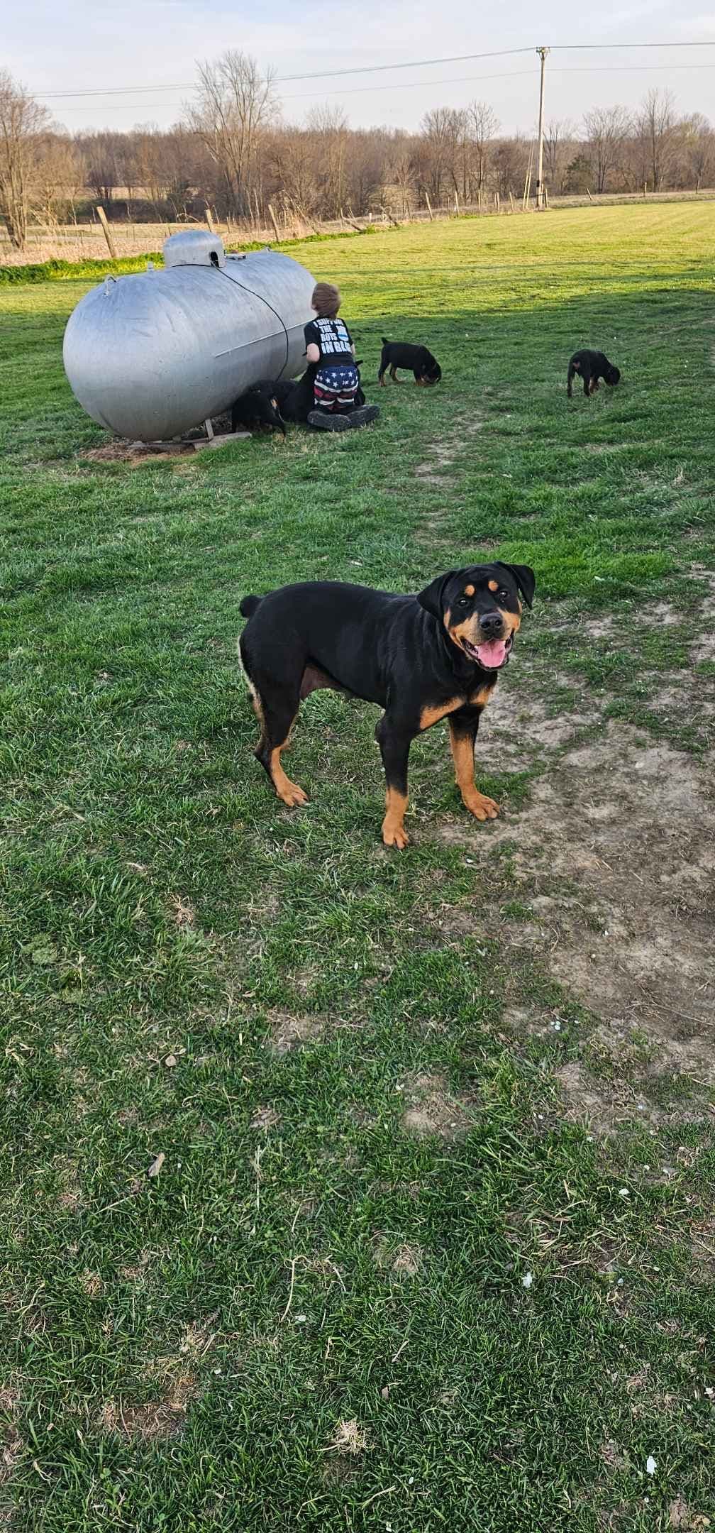 Rogers' Rotties litter of 10 breeder image 3