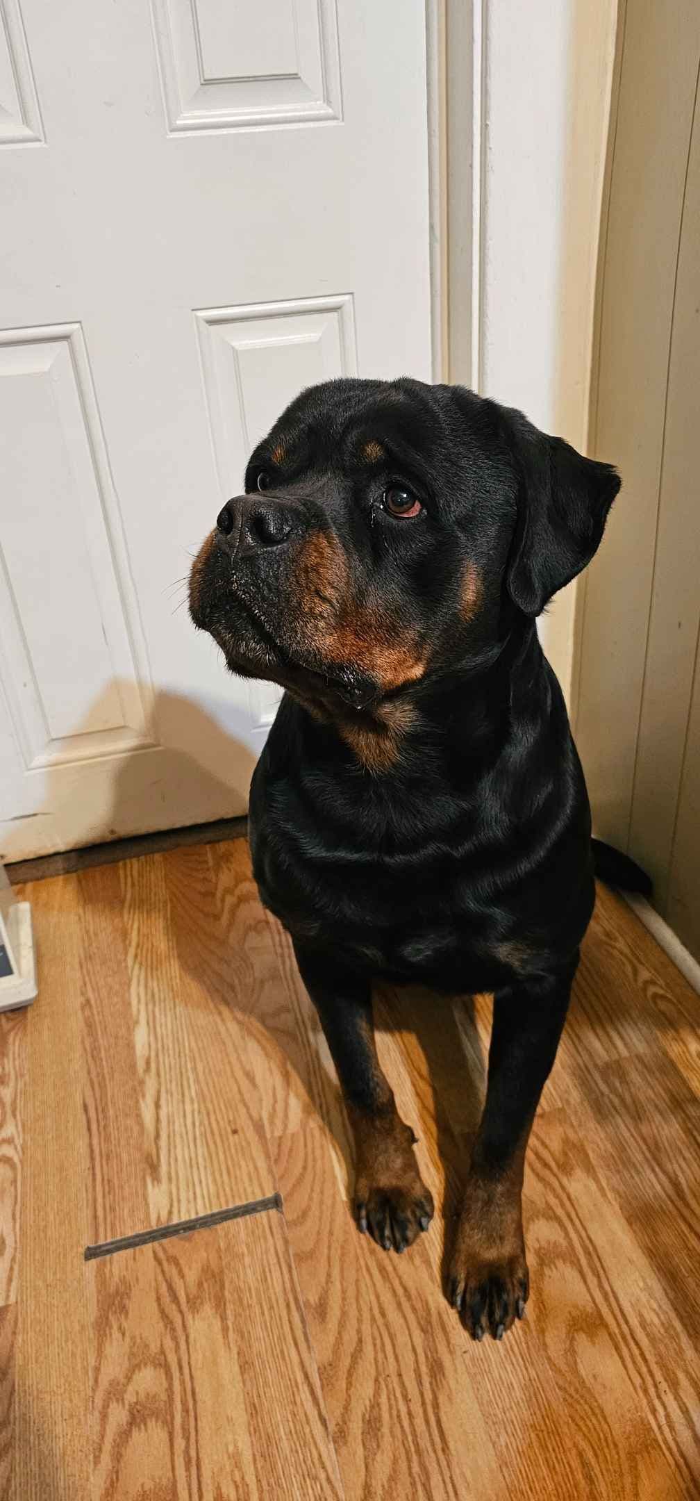 Rogers' Rotties litter of 10 breeder image 7