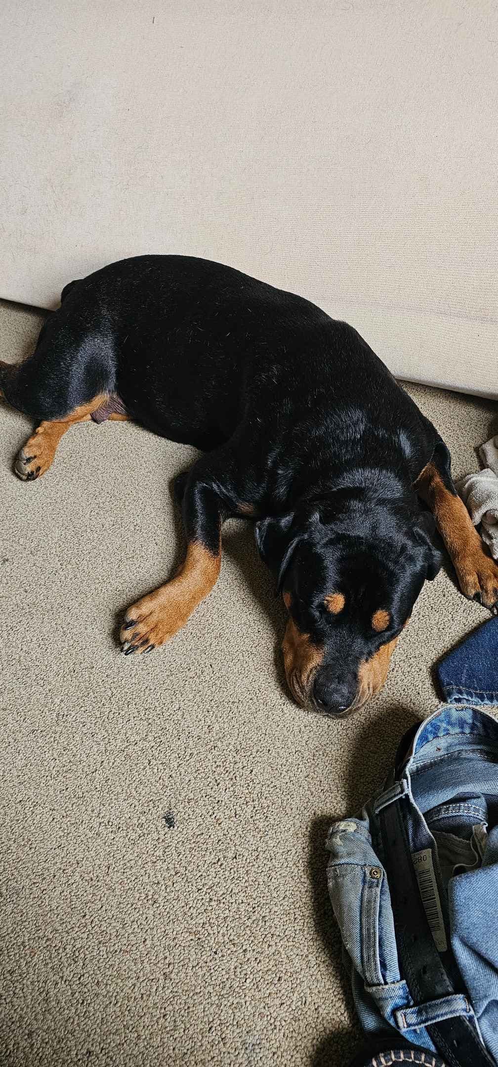 Rogers' Rotties litter of 10 breeder image 4