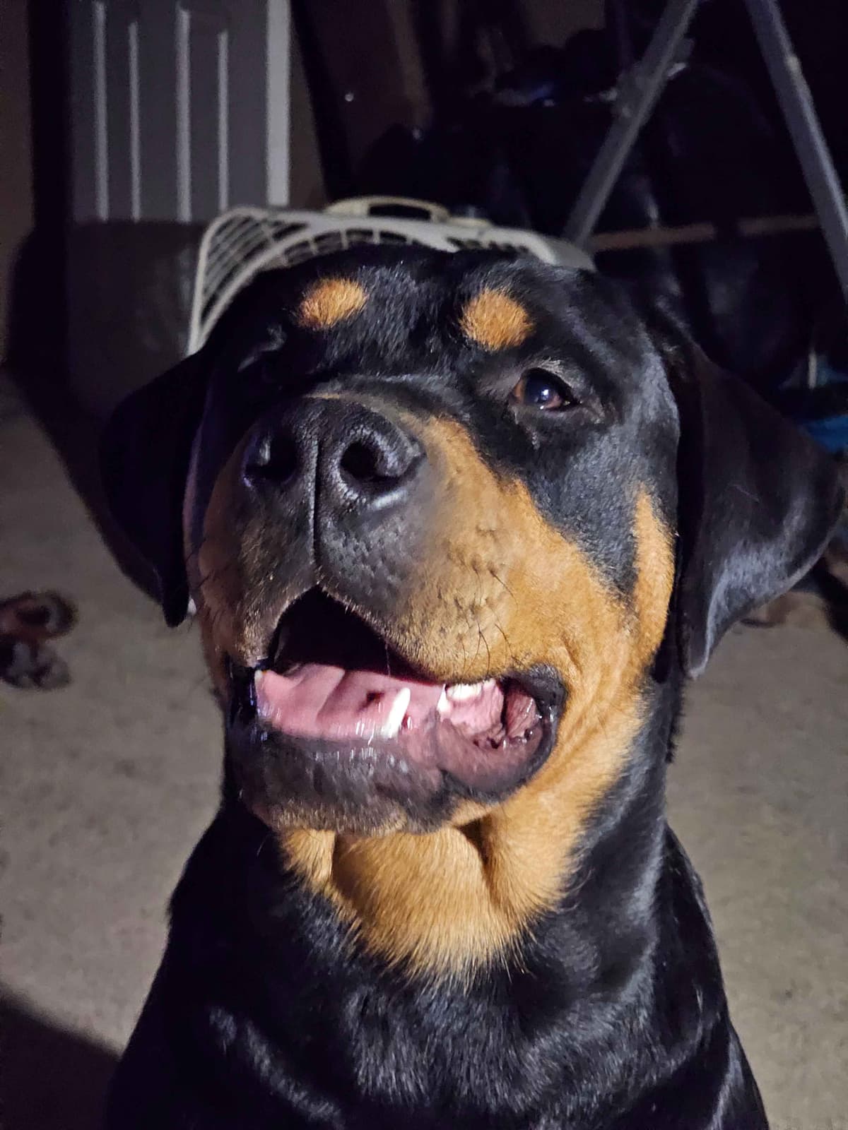 Rogers' Rotties litter of 10 breeder image 5