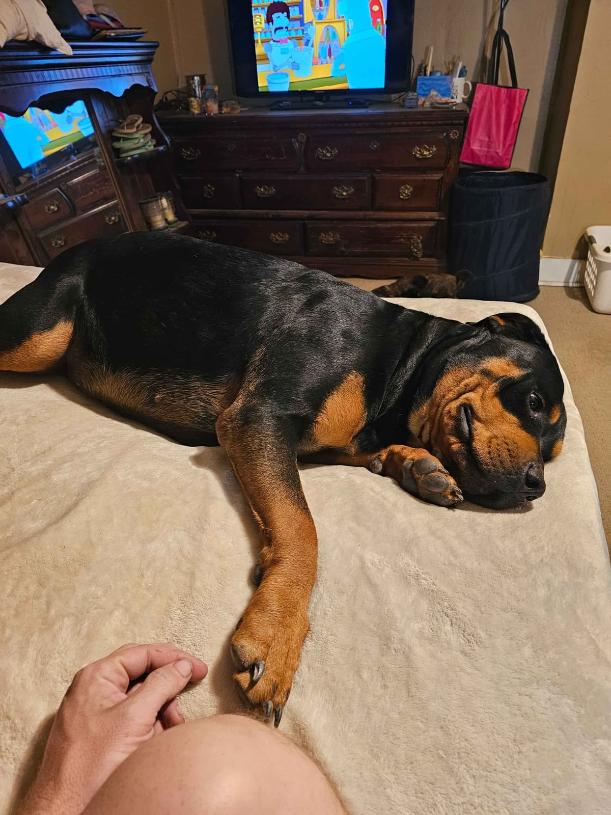 Rogers' Rotties litter of 10 breeder image 6