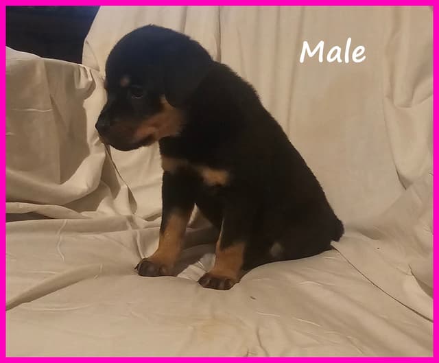 Rogers' Rotties litter of 10 media 2