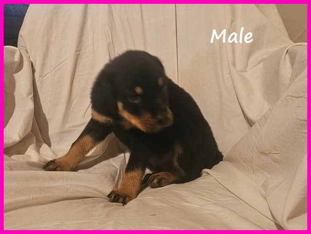 Rogers' Rotties litter of 10 media 3