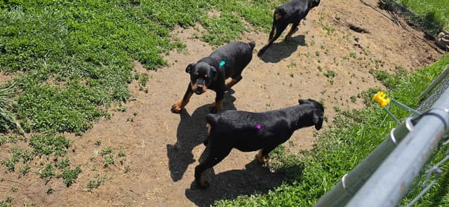 Rogers' Rotties litter of 10 media 4