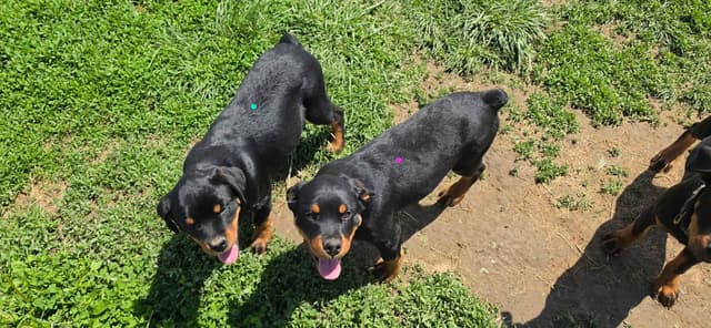 Rogers' Rotties litter of 10 media 5