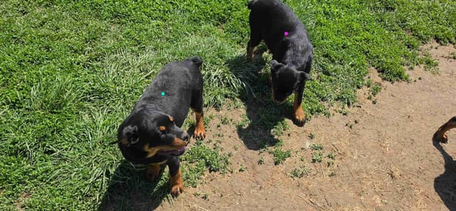 Rogers' Rotties litter of 10 media 6