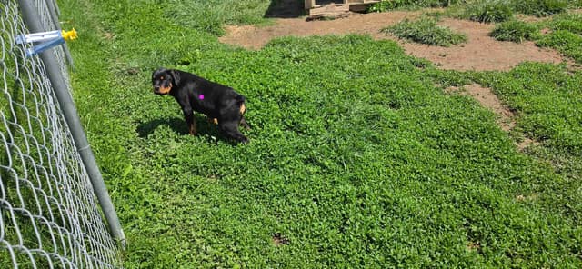 Rogers' Rotties litter of 10 media 7