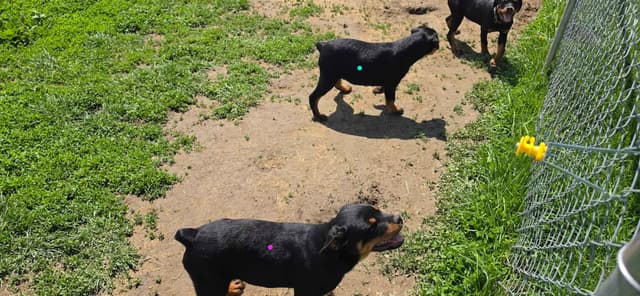 Rogers' Rotties litter of 10 media 8