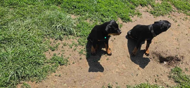 Rogers' Rotties litter of 10 media 9