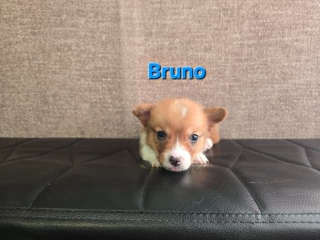 Pembroke Welsh Corgi Puppies media 3