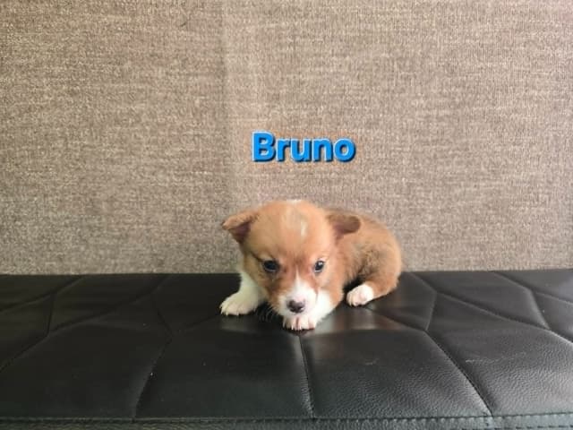 Pembroke Welsh Corgi Puppies media 4