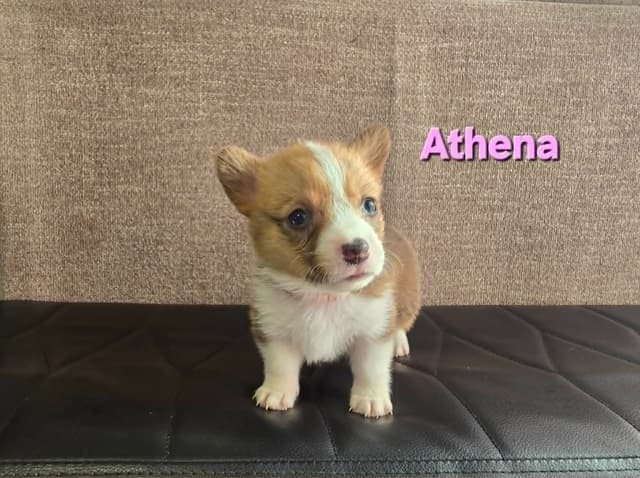 Pembroke Welsh Corgi Puppies media 5