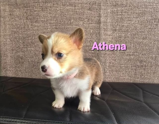 Pembroke Welsh Corgi Puppies media 6
