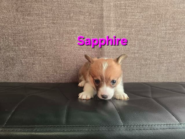 Pembroke Welsh Corgi Puppies media 8