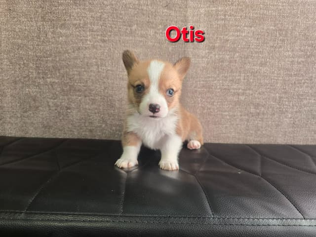 Pembroke Welsh Corgi Puppies media 10