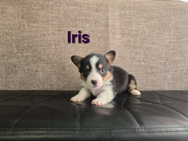 Pembroke Welsh Corgi Puppies media 13