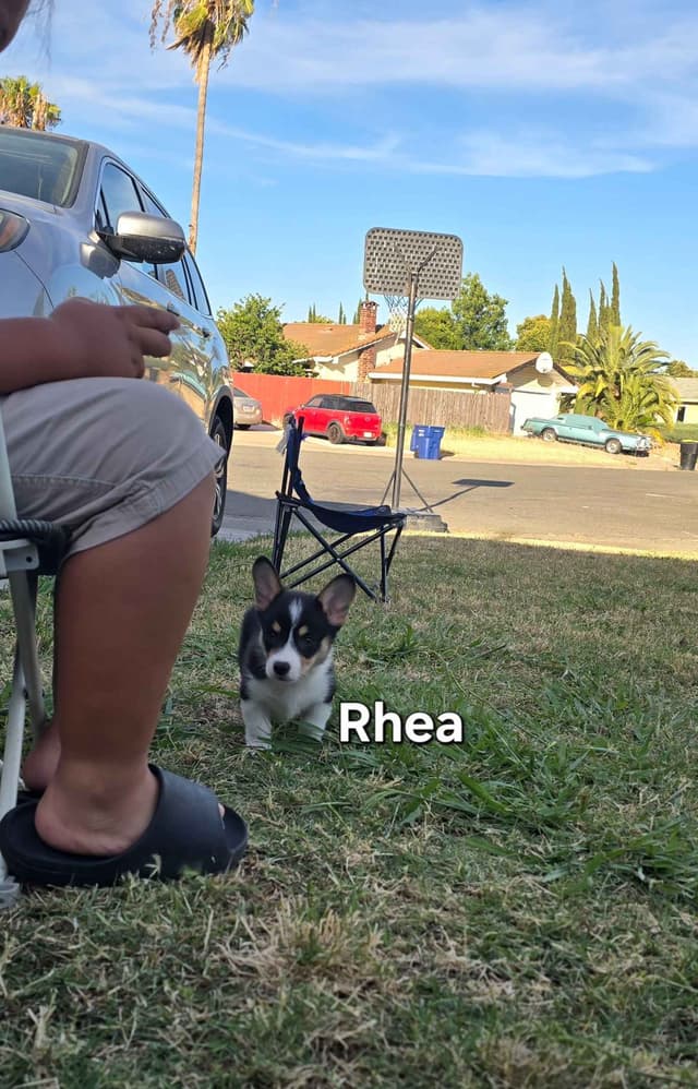 Pembroke Welsh Corgi Puppies media 15