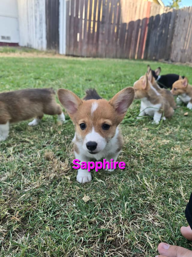 Pembroke Welsh Corgi Puppies media 16