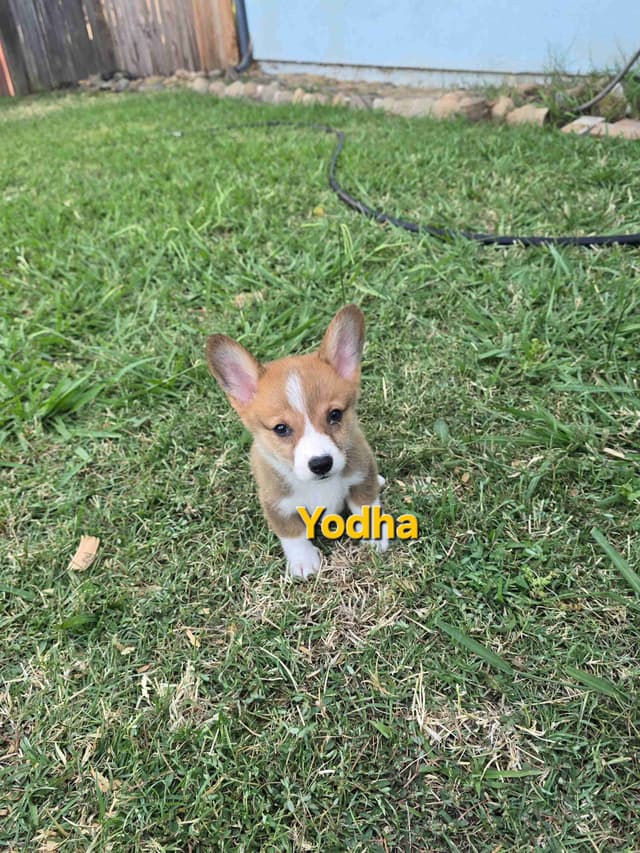 Pembroke Welsh Corgi Puppies media 17
