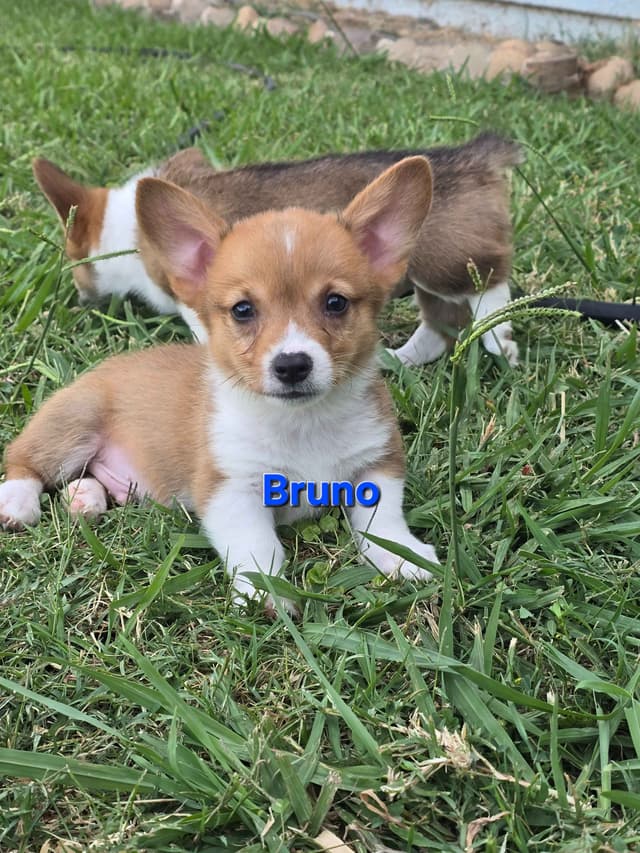 Pembroke Welsh Corgi Puppies media 19