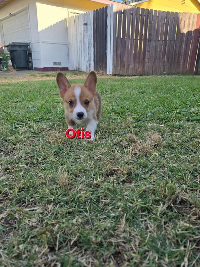 Pembroke Welsh Corgi Puppies media 20