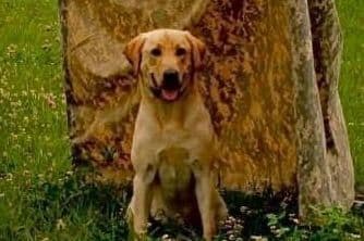 Labrador Retriever Puppies breeder image 1