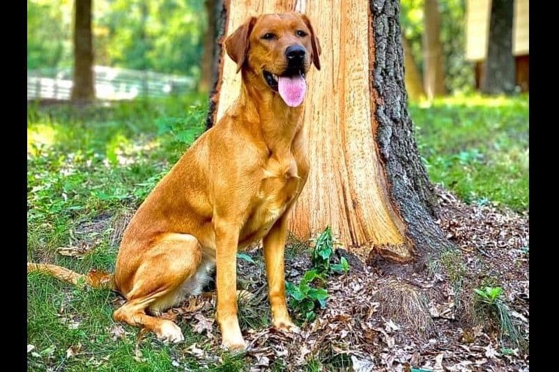 Labrador Retriever Puppies breeder image 2