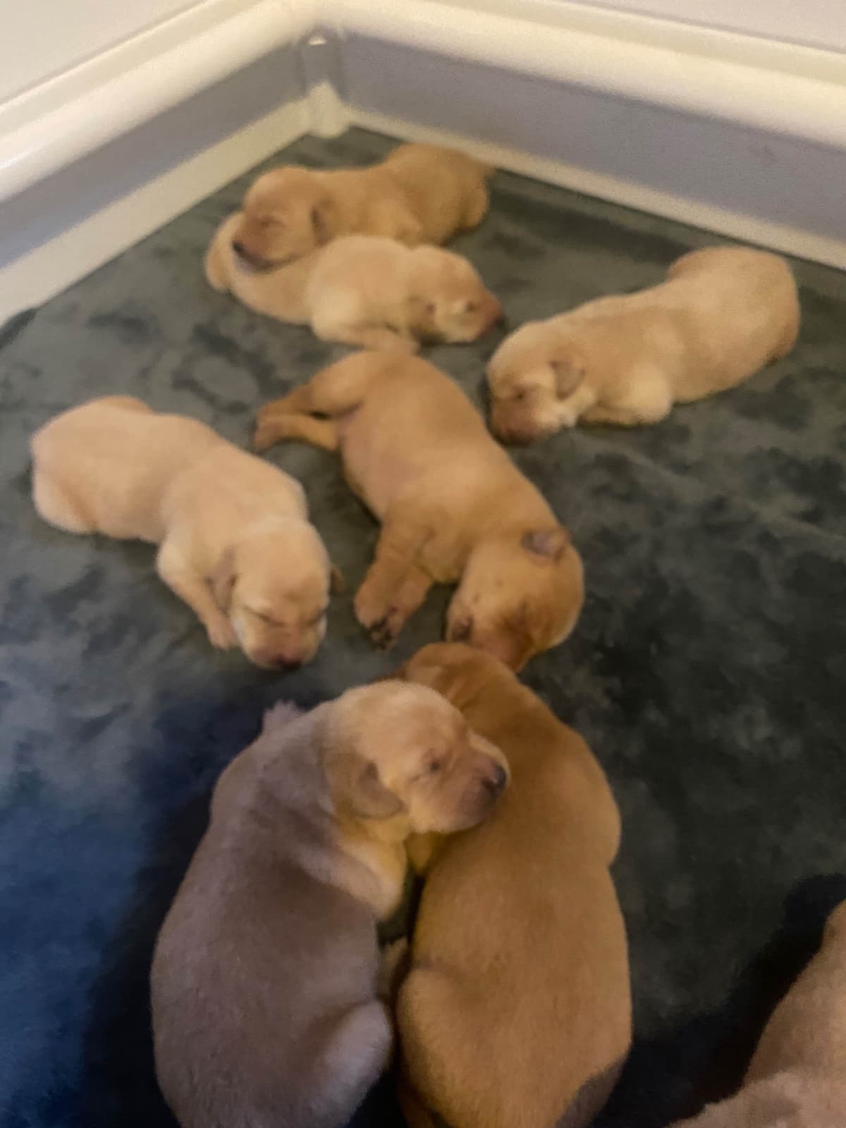 Labrador Retriever Puppies breeder image 3