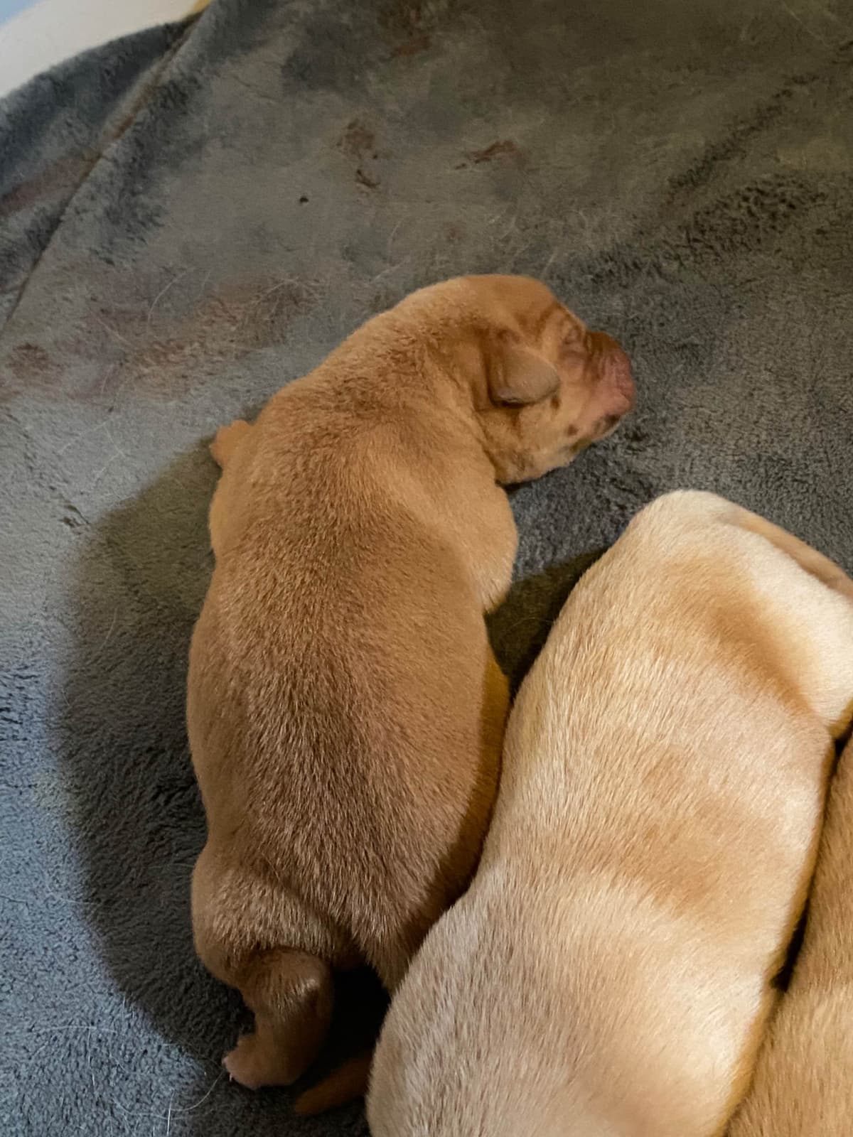 Labrador Retriever Puppies breeder image 4