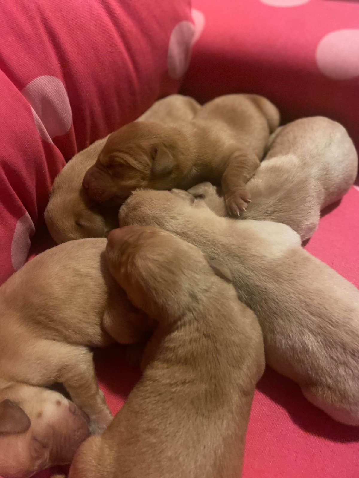 Labrador Retriever Puppies breeder image 5