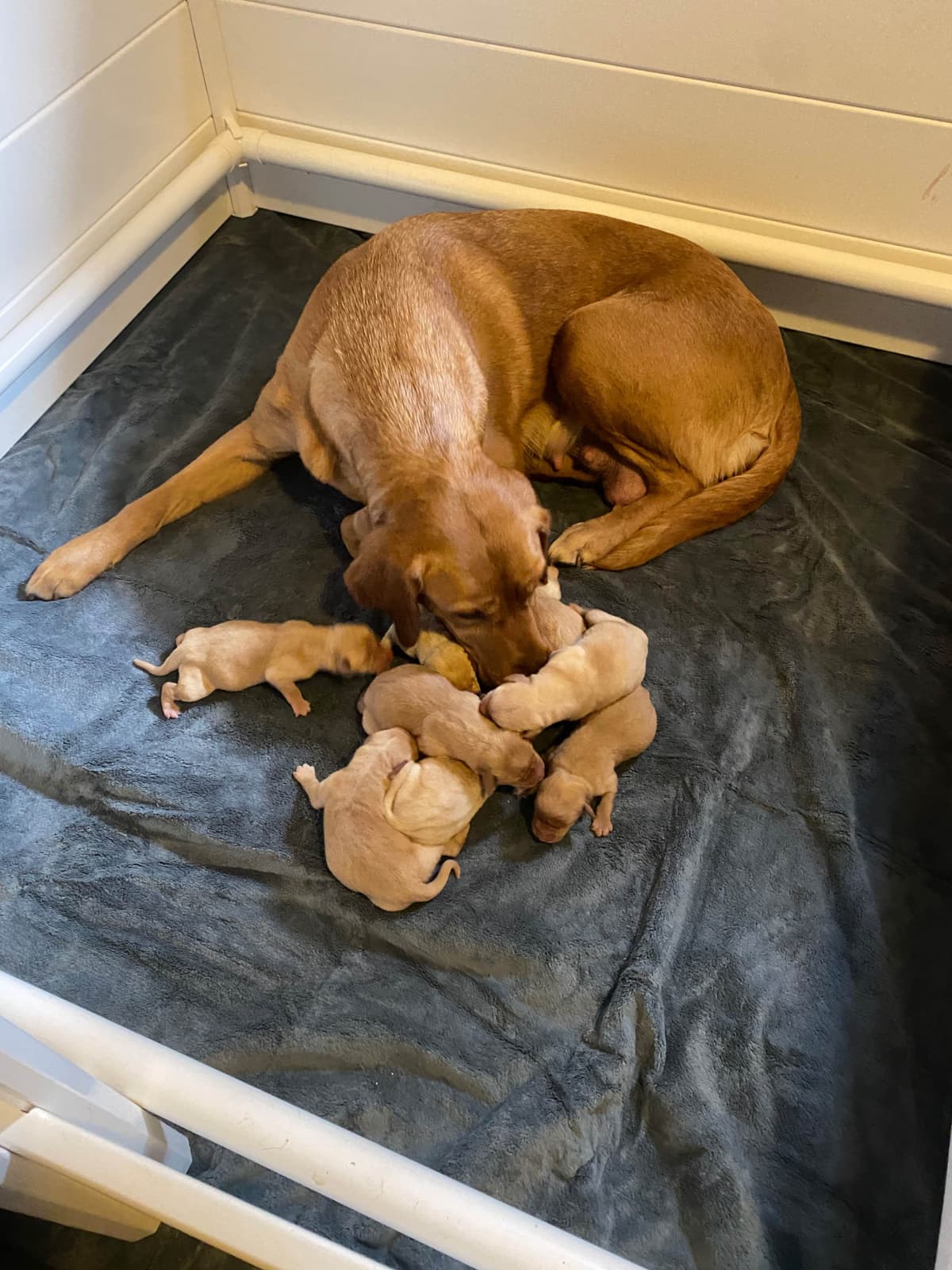 Labrador Retriever Puppies breeder image 6