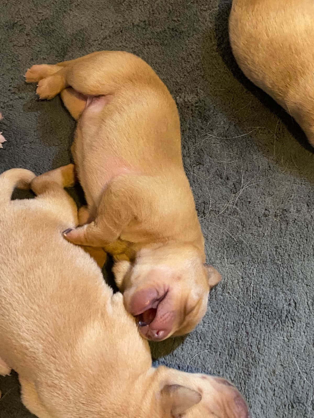 Labrador Retriever Puppies breeder image 7