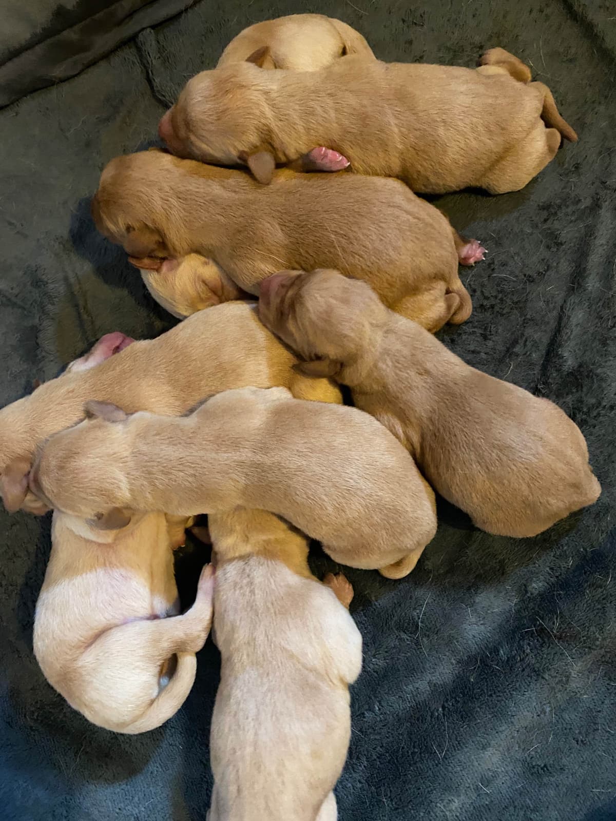 Labrador Retriever Puppies breeder image 8