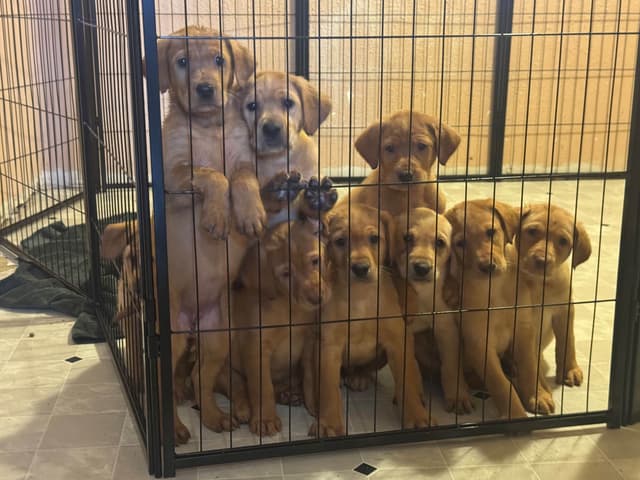 Labrador Retriever Puppies media 3