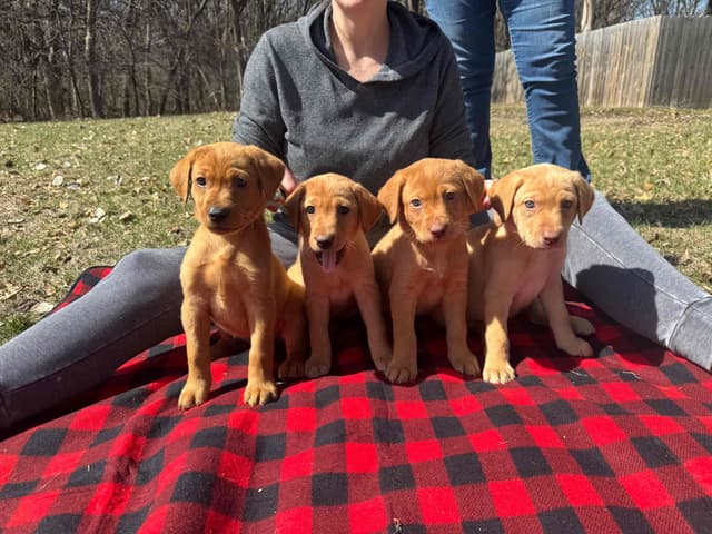 Labrador Retriever Puppies media 4